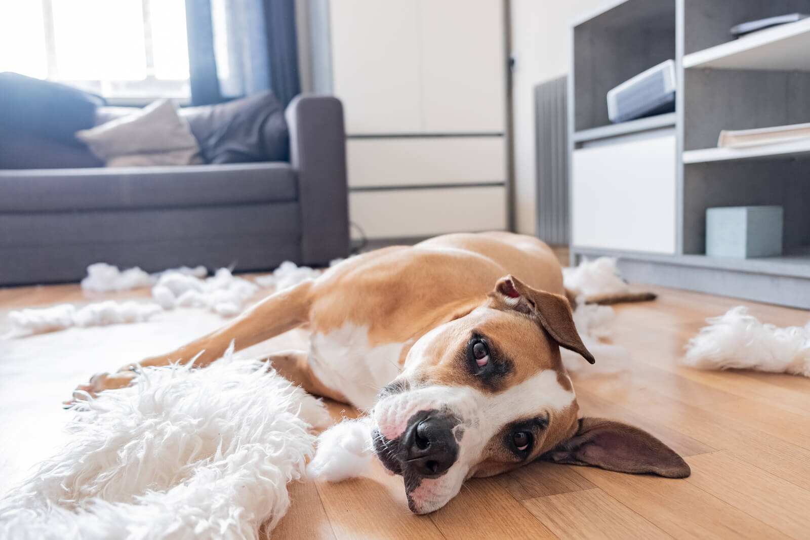 How Long Can Your Dog be Left Alone? Simply Pets