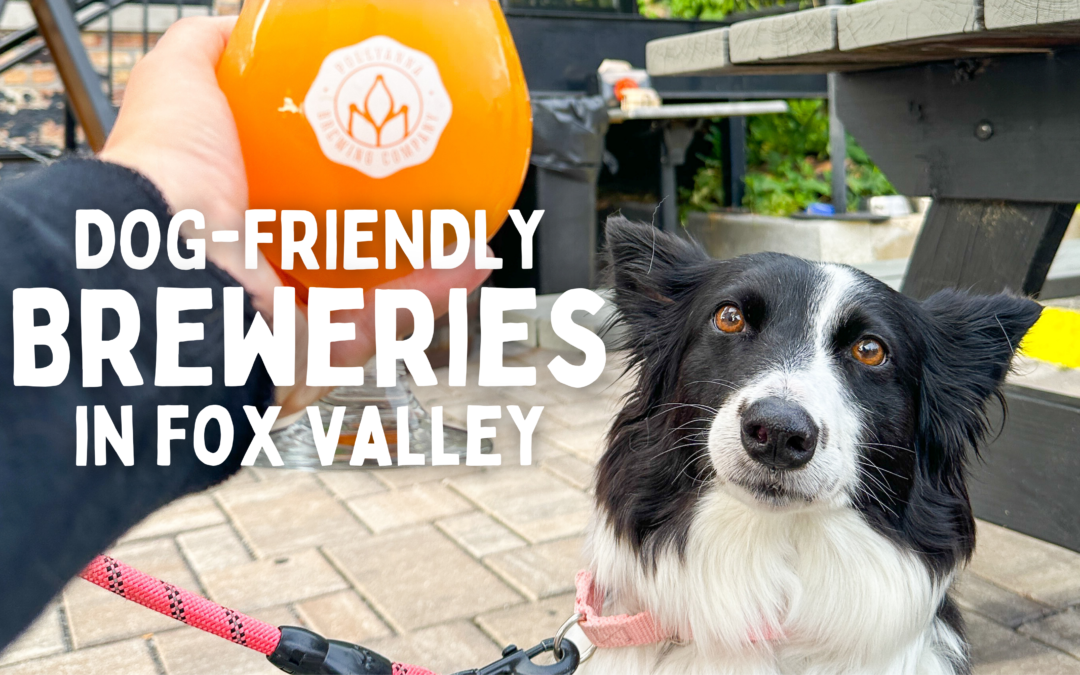 Dog-Friendly Breweries in Fox Valley, Illinois