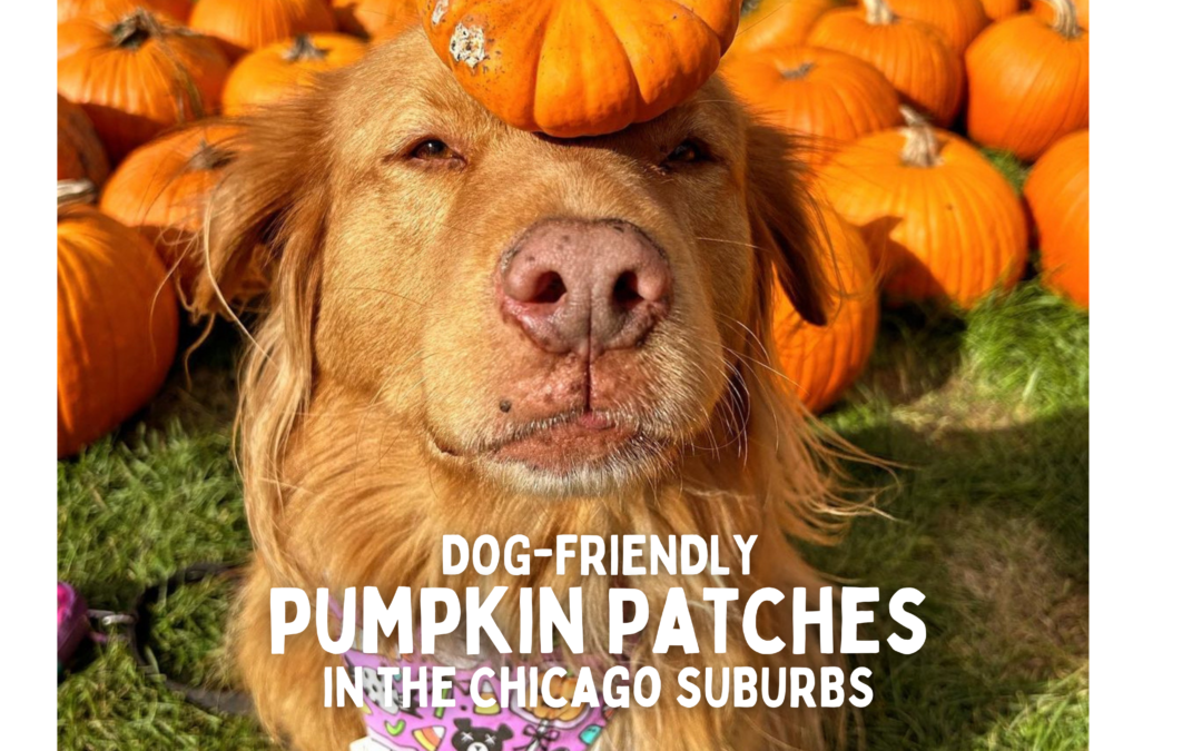 Dog-Friendly Pumpkin Patches in the Chicago Suburbs