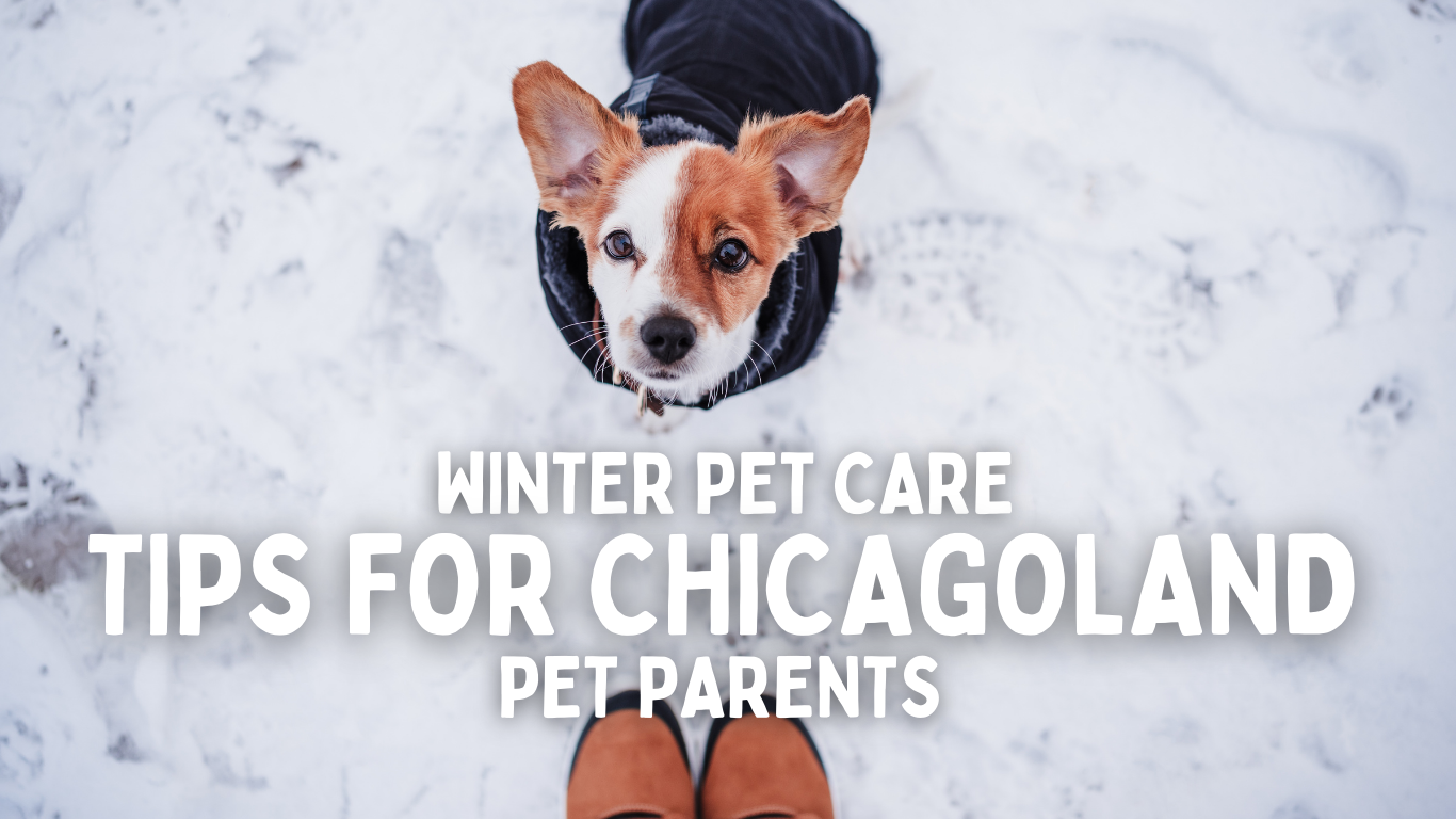 Chicagoland Winter pet care Tips