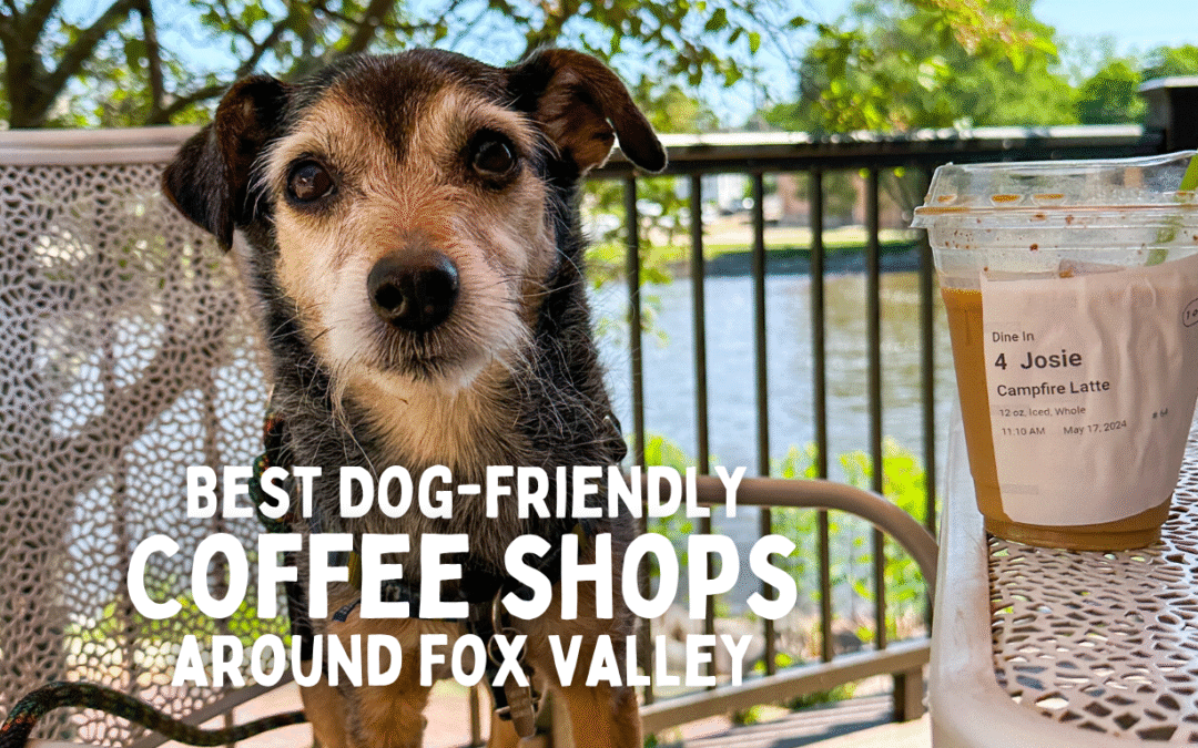 Dog-friendly coffee shops in Fox Valley, IL