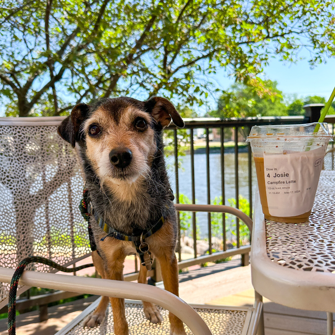 Terrier on the dog-friendly patio at Maple Leaf Coffee House in St. Charles, IL.