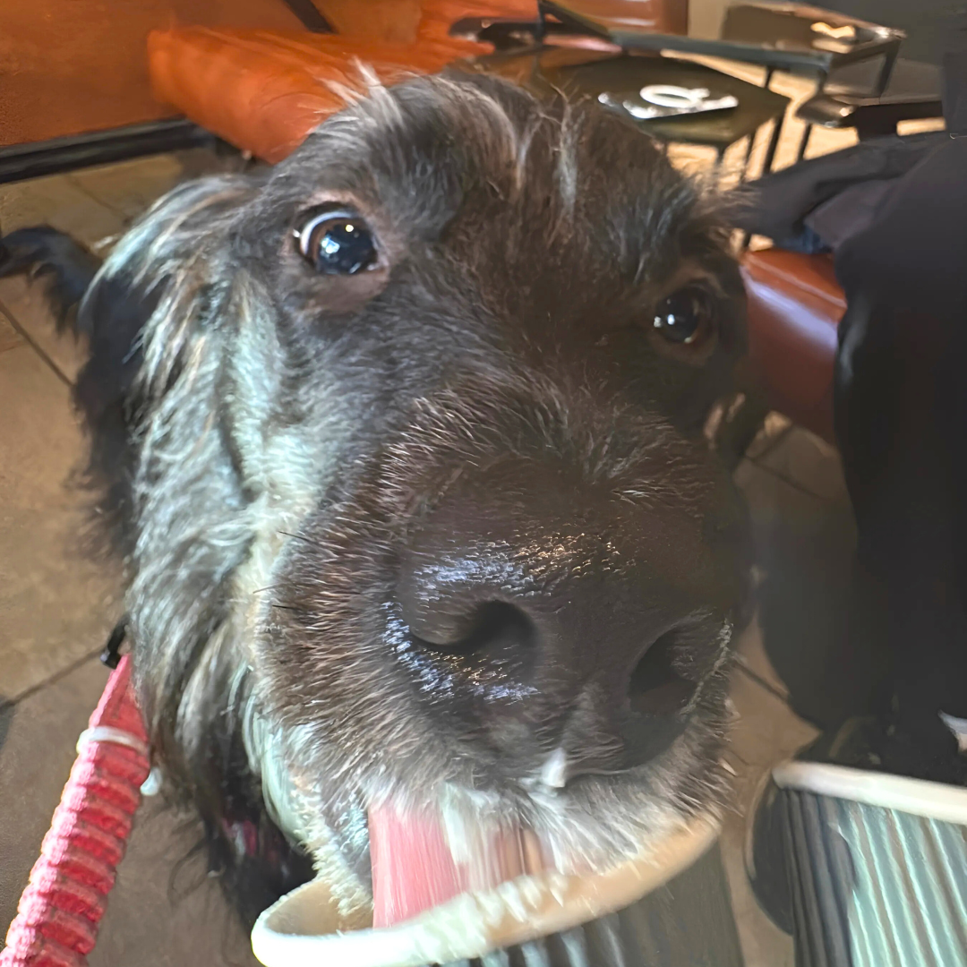 Dog enjoying a pup cup at dog-friendly coffee shop Coroco in St. Charles, IL