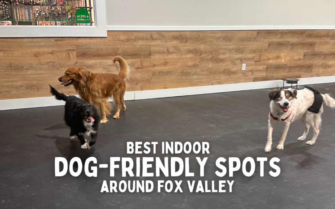 Indoor Dog-Friendly Places in the Fox Valley | Winter Dog Activities