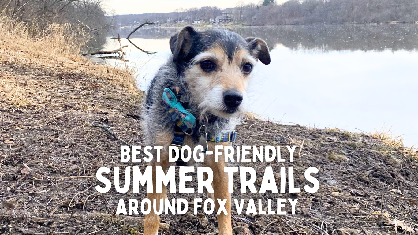 dog-friendly-summer-trails-fox-valley-simply-pets Scruffy terrier mix on a Fox River bluff trail — cover image for Simply Pets' guide to the best dog-friendly summer trails around the Fox Valley